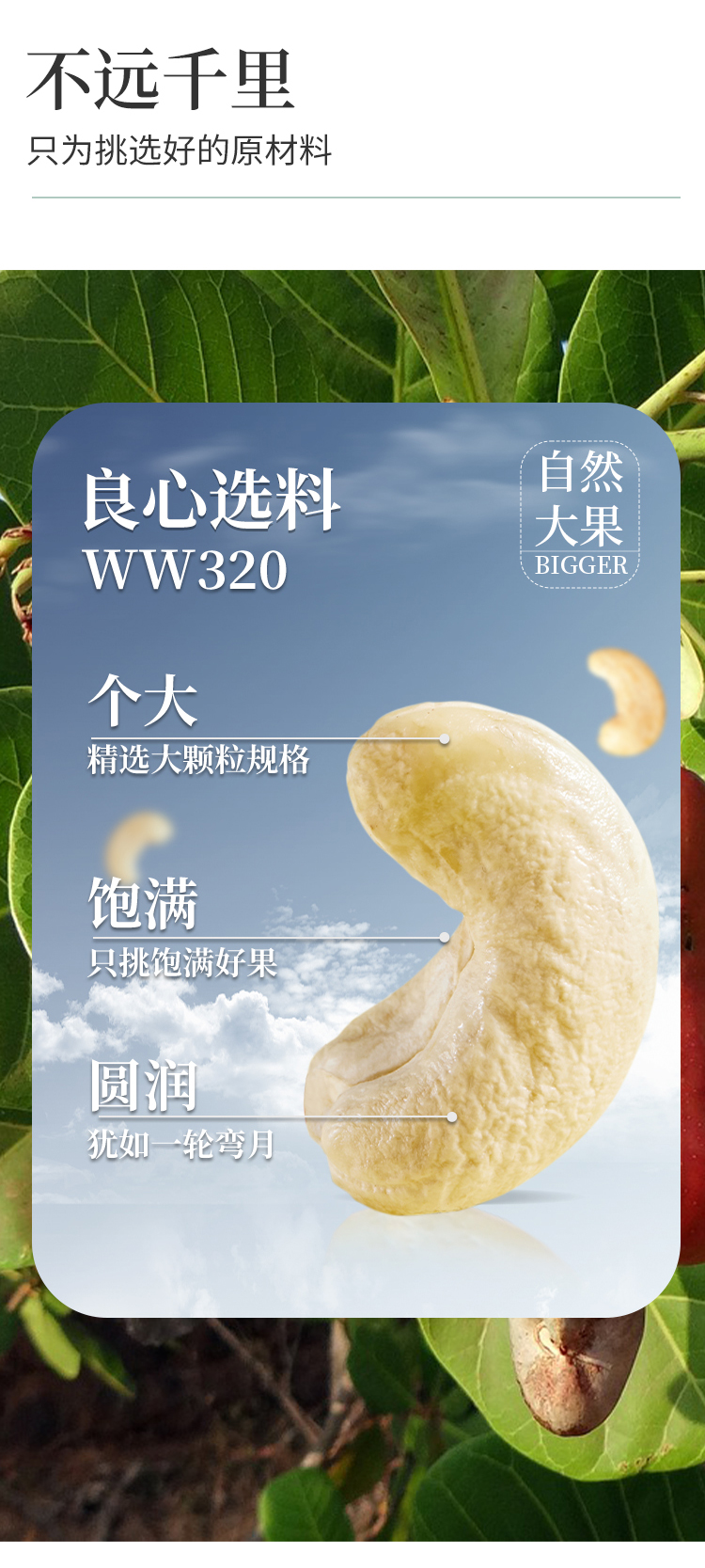 500腰果1_03.jpg