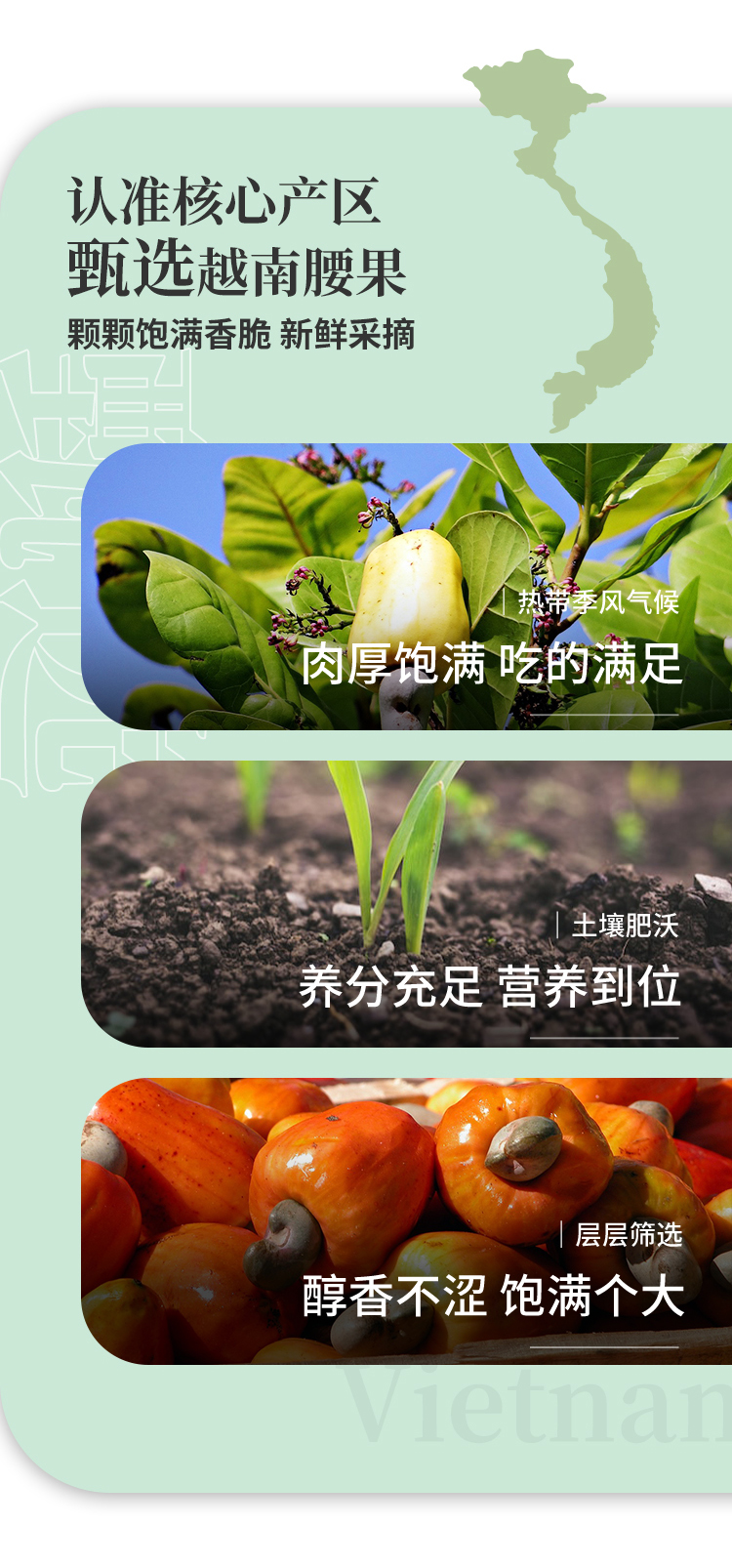 500腰果1_02.jpg