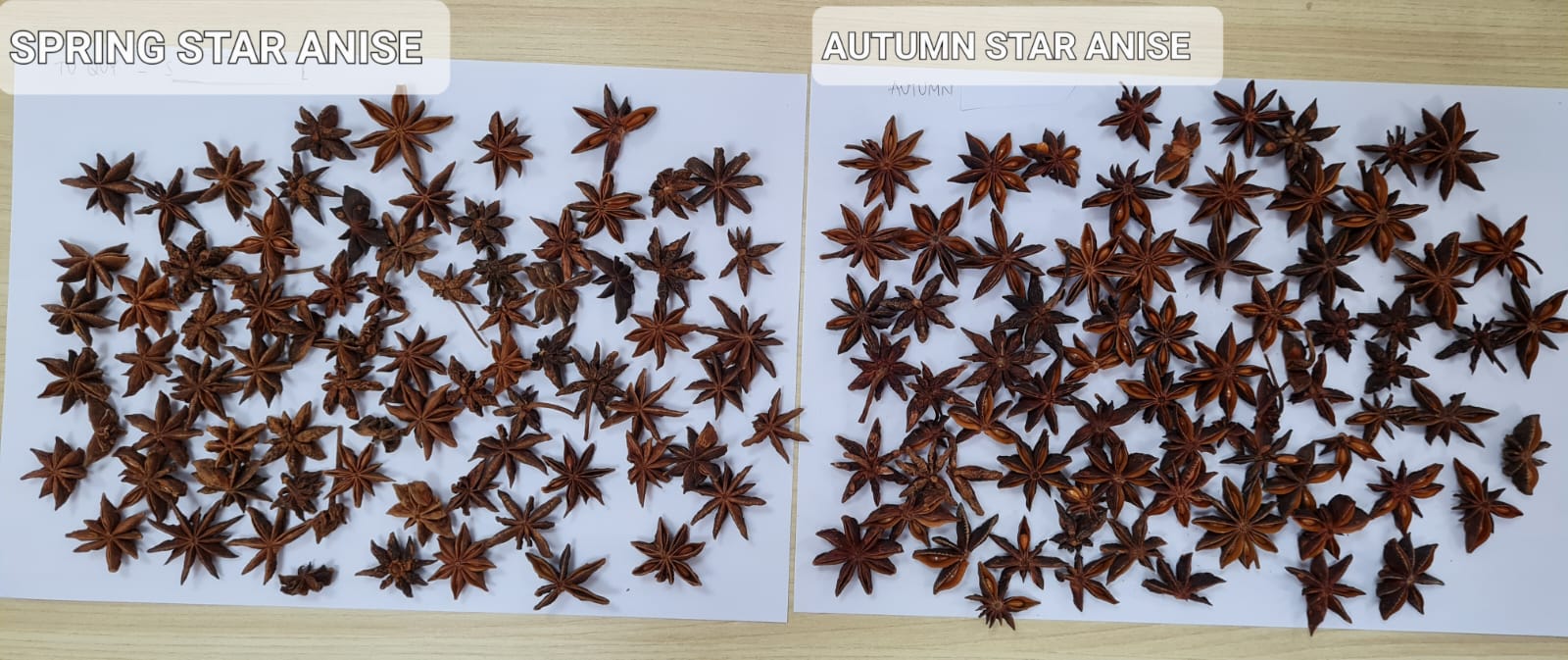 Autumn vs Spring Star Anise.jpeg