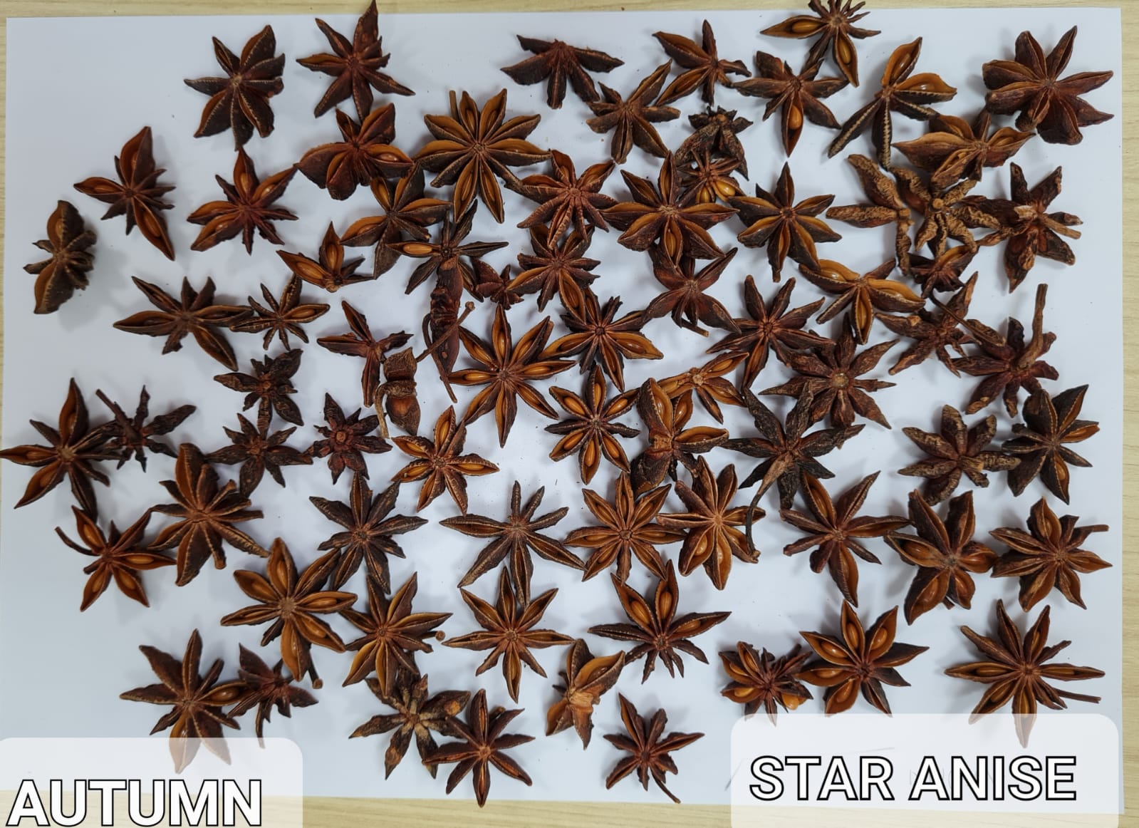 Autumn Star Anise.jpeg