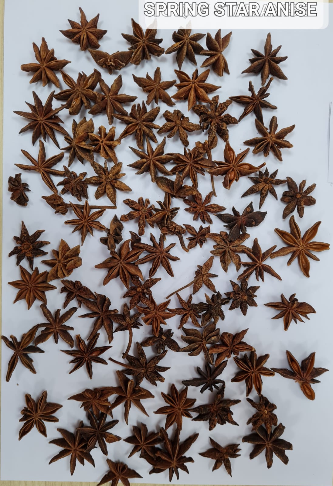 Spring Star Anise.jpeg