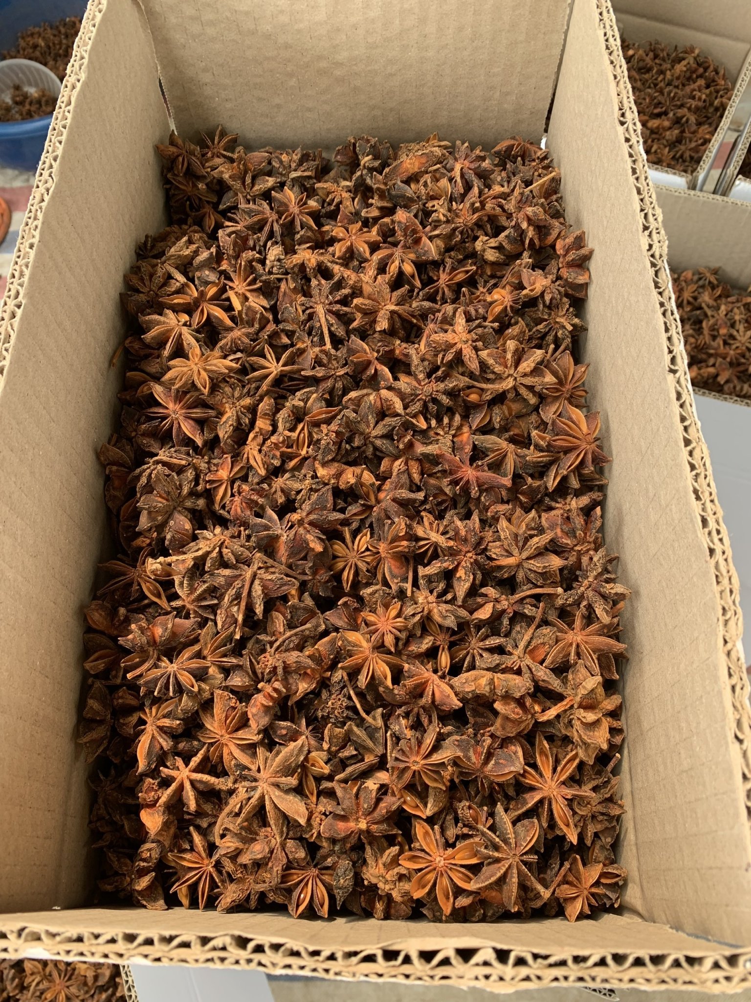 Spring star anise.jpg