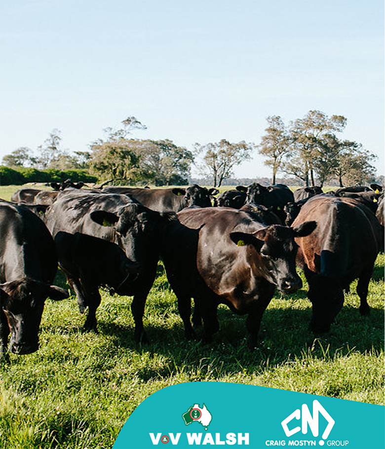 澳洲全牛部位肉