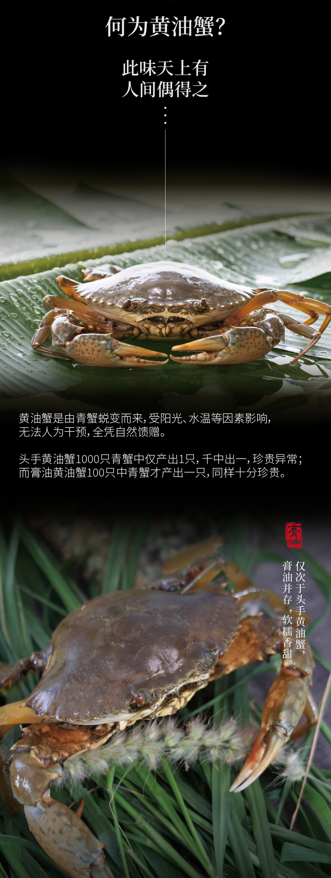 黄油蟹2588详情页_03.jpg