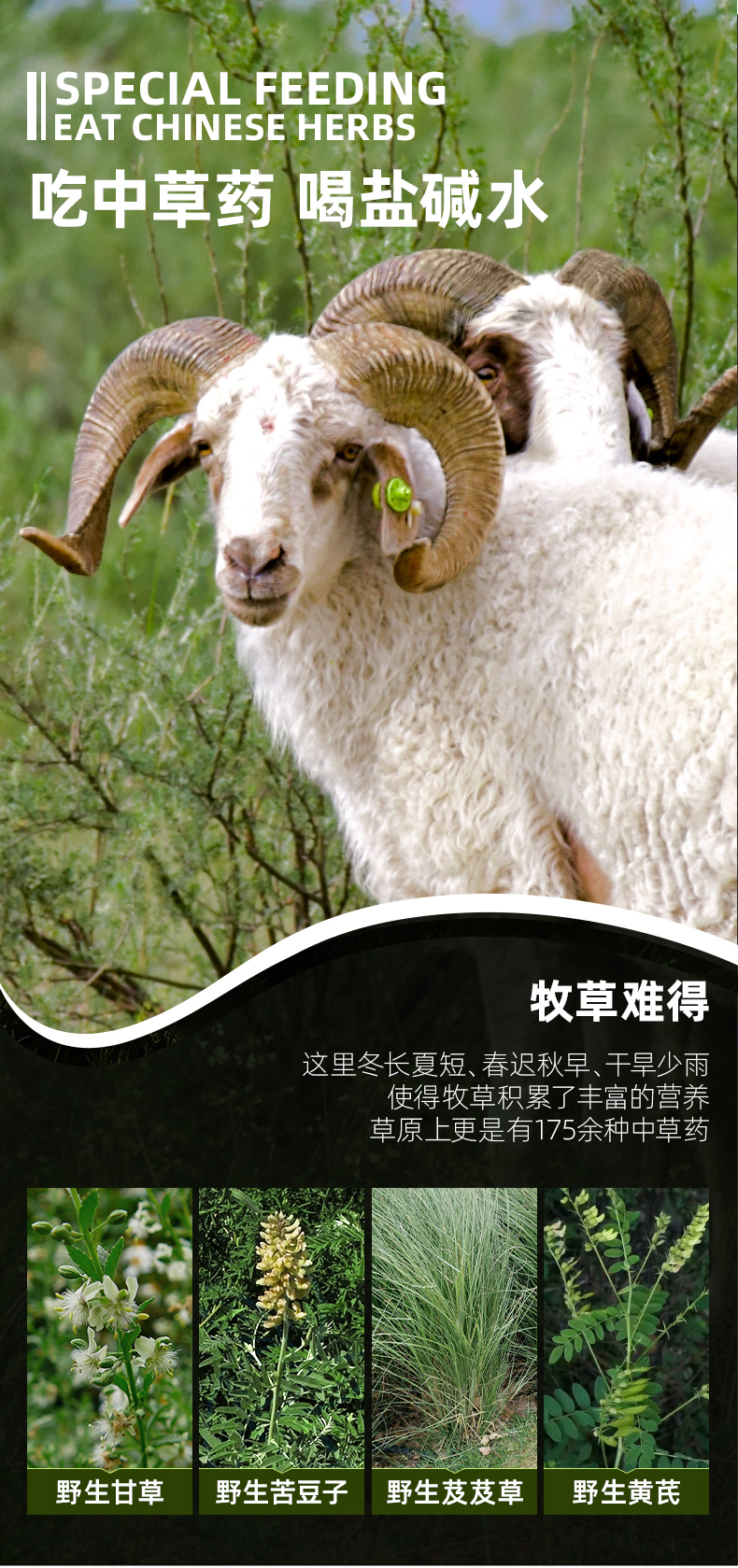 231114蟹太太×盐池滩羊详情页698_08.jpg
