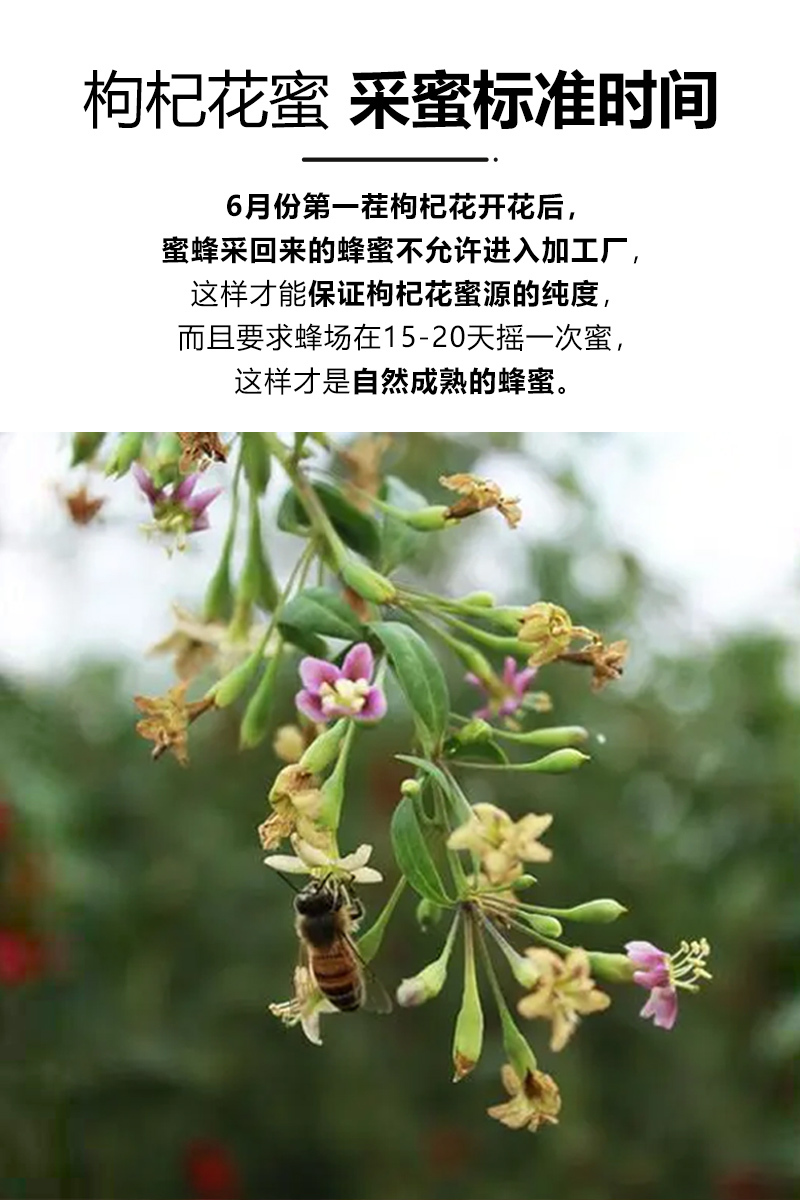 枸杞花蜜500g_05.jpg