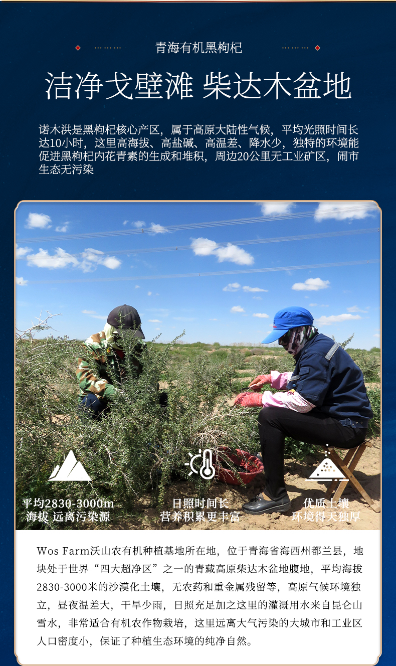黑枸杞_05.jpg