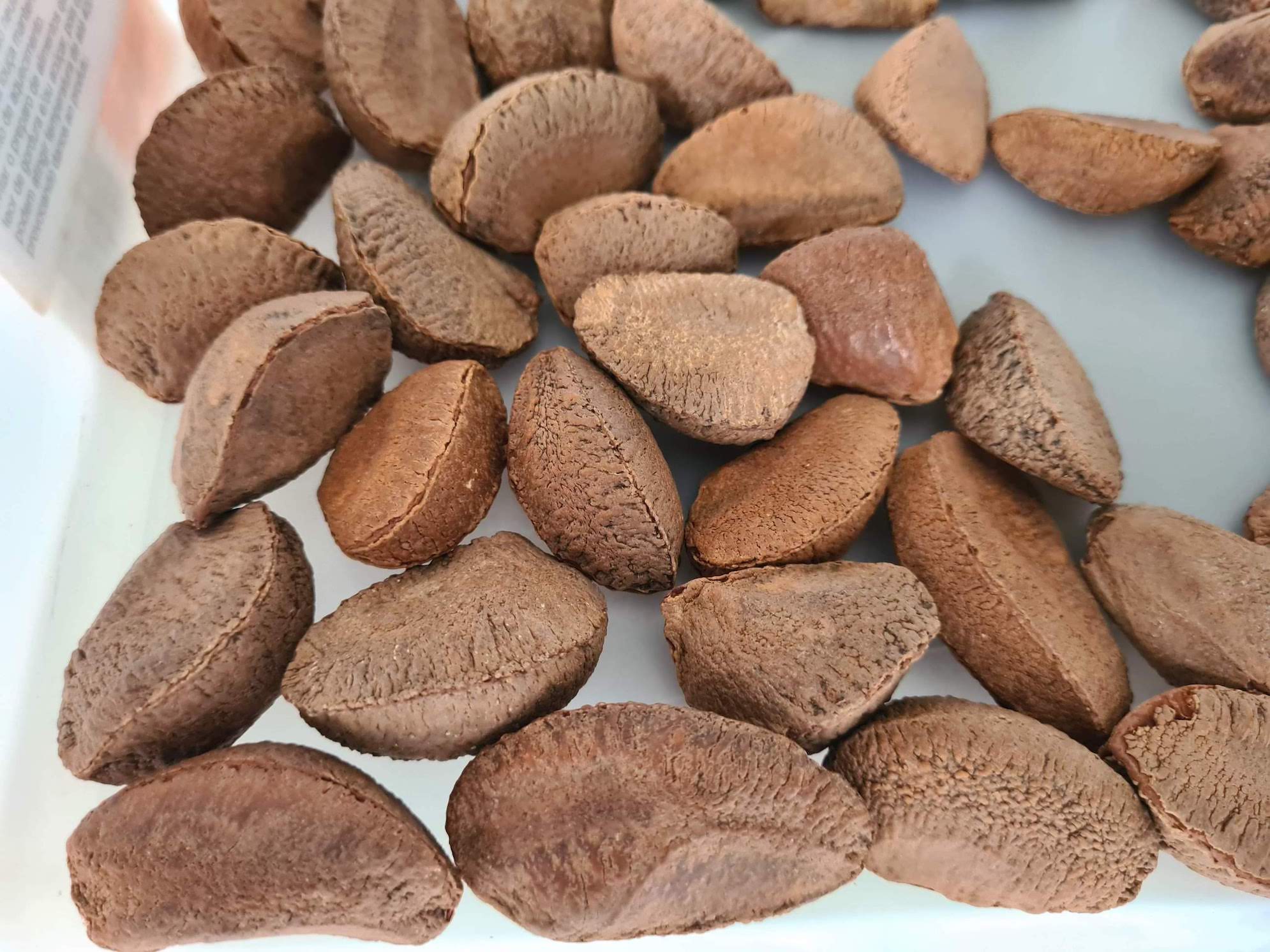 Inshell Brazil nuts (3).jpg