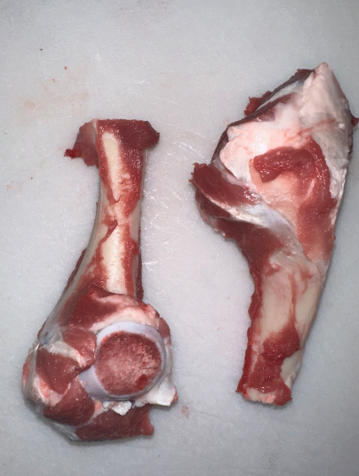 282羔羊前腿骨
