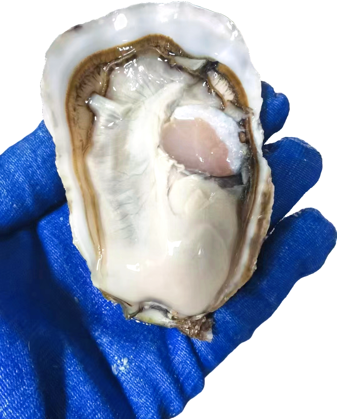 刺身級(jí)生蠔
