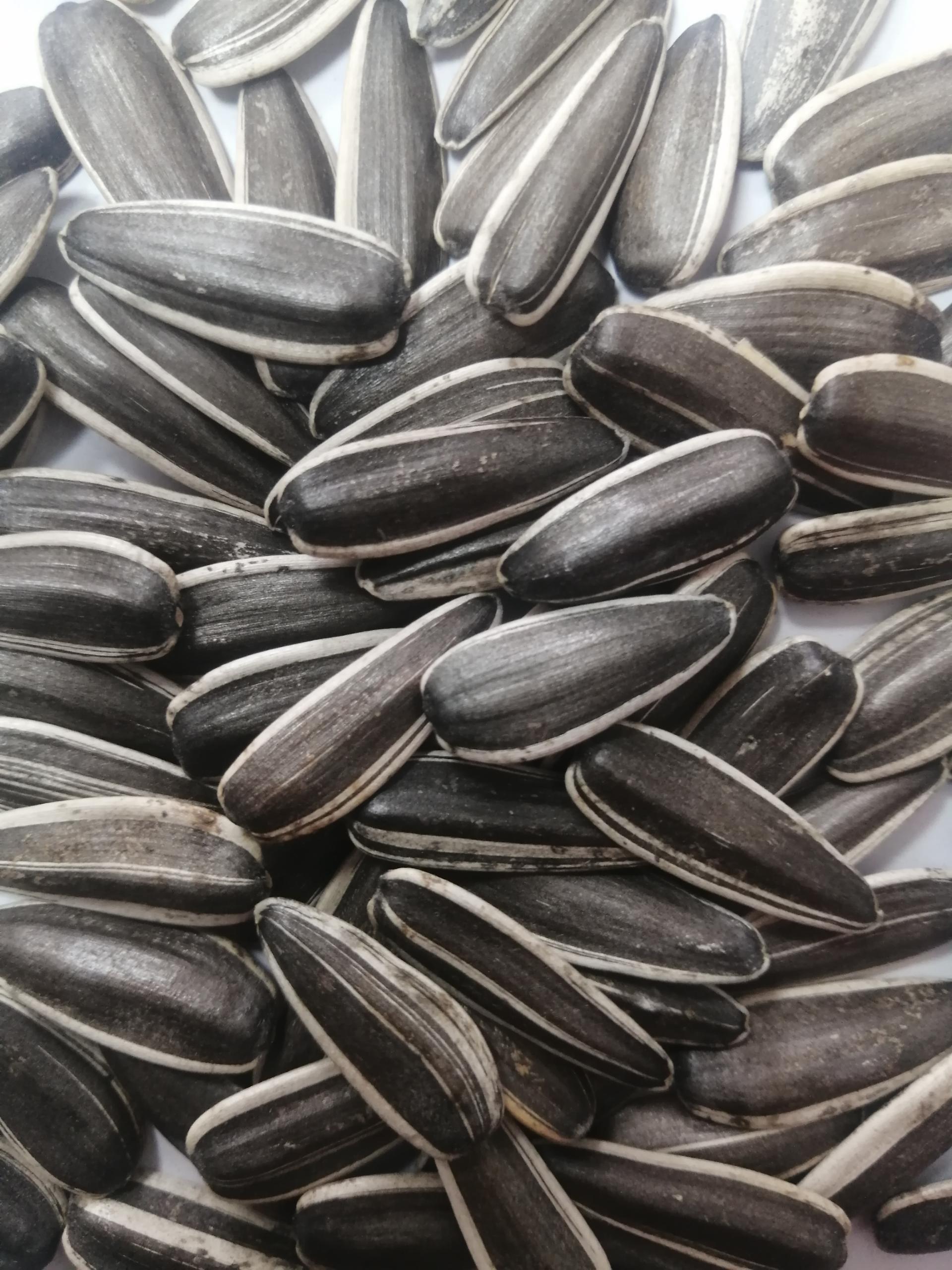 TongQing NO.6 (4).jpg