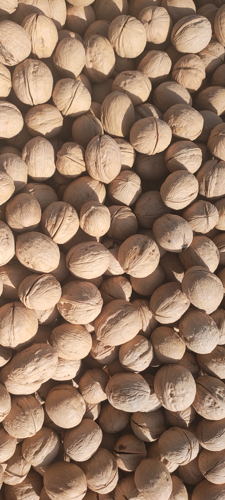 33 Walnut inshell (7).jpg