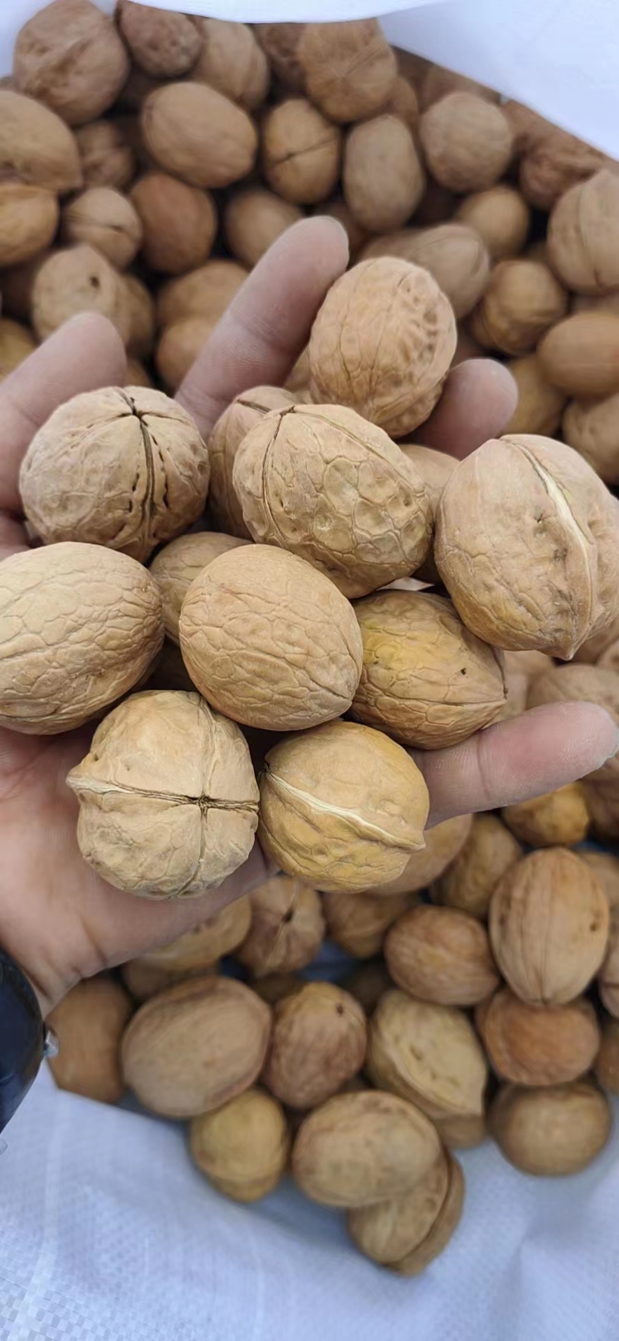 Xingfu walnut inshell (4).jpg