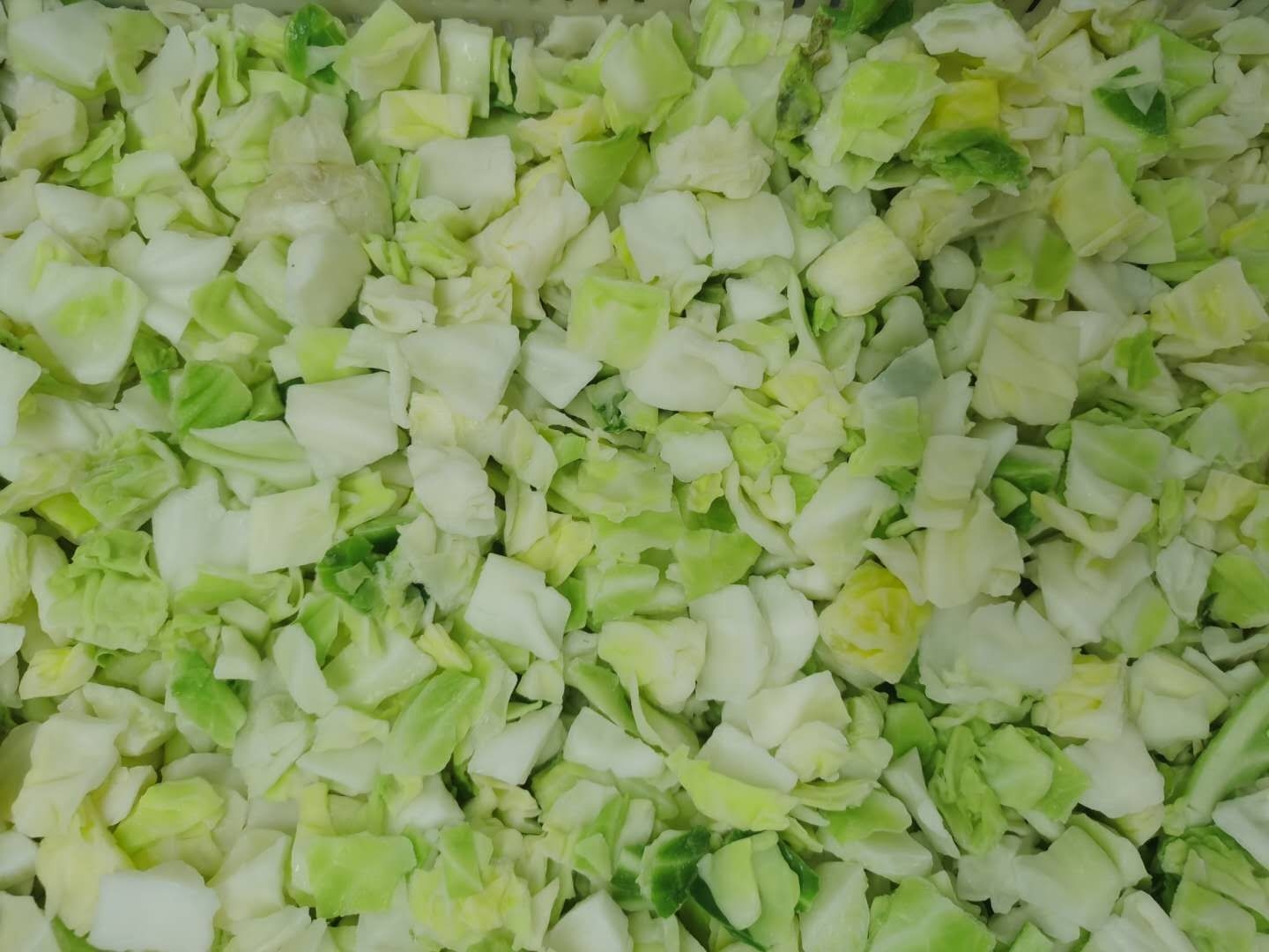 Cabbage 2X2cm (1).jpg