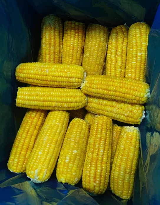 corn on cob 5.5-6inch.png