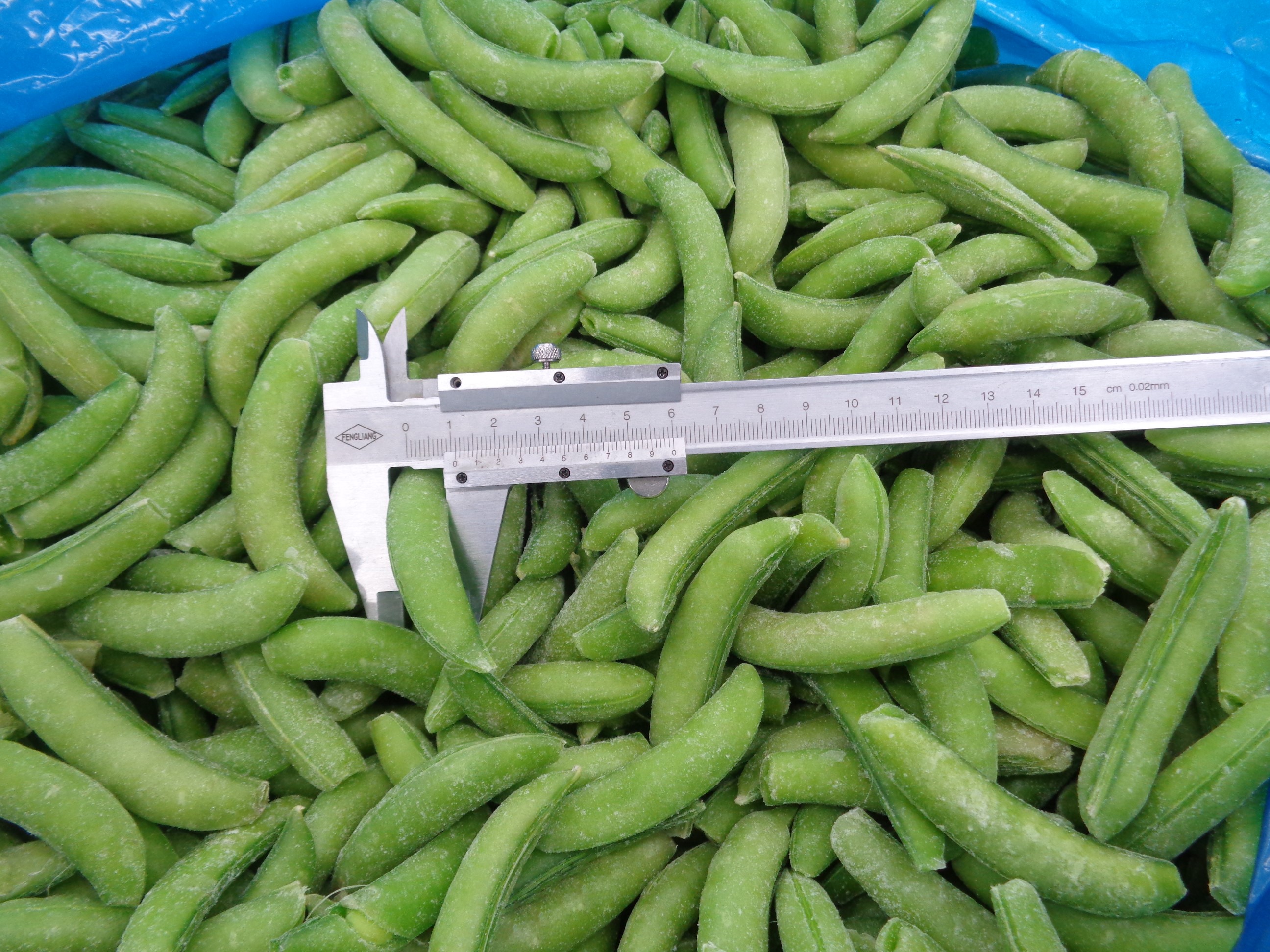 sugar snap pea.JPG