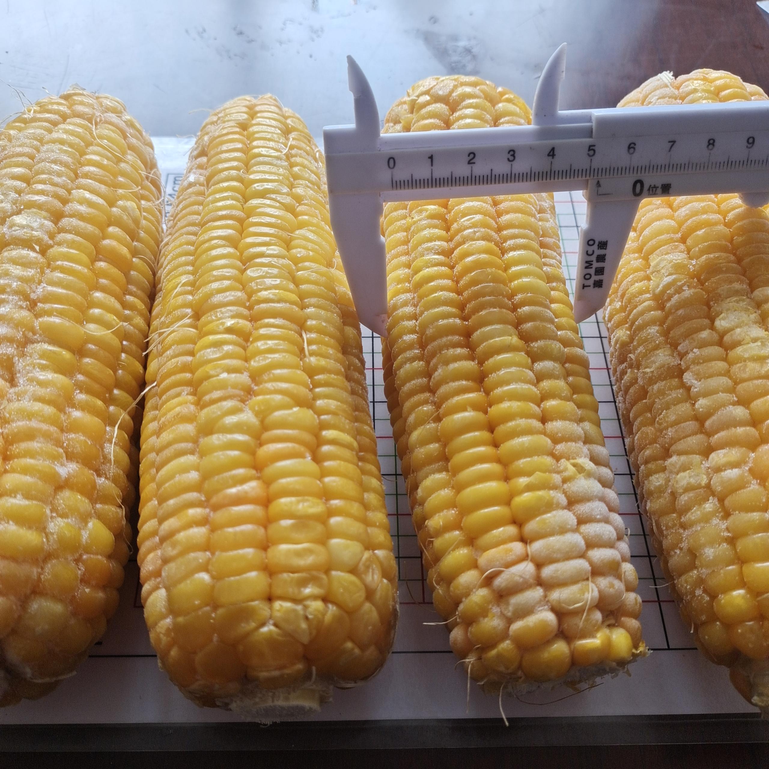 Corn con Cob 7-8 inch  natural Length (3).jpg