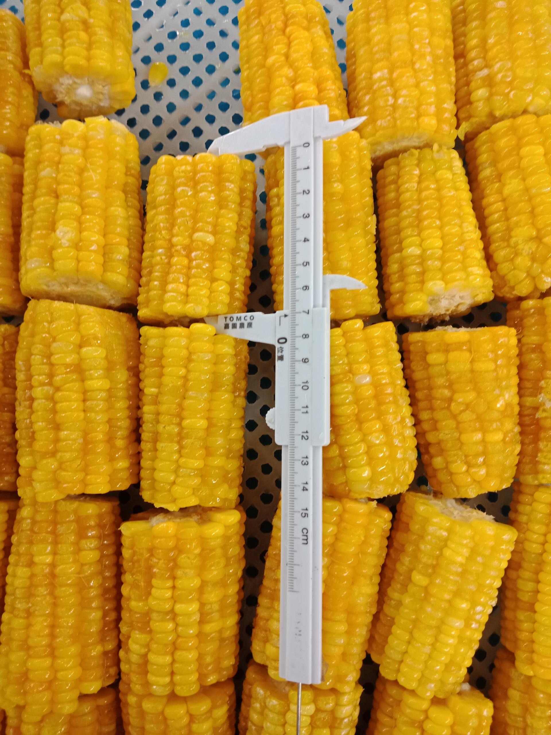 Corn on Cob 3inch (1).jpg