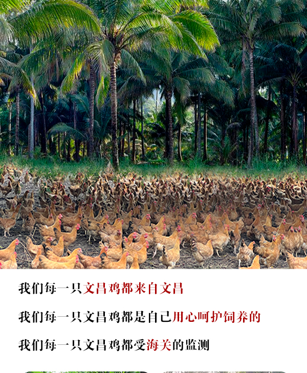 文昌鸡150天熟_08.jpg