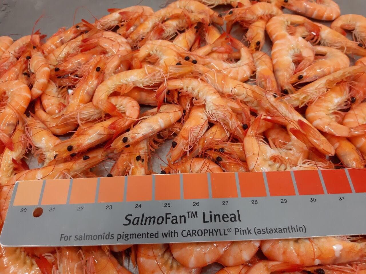 (1) TBE.VAN CHOSO .jpg