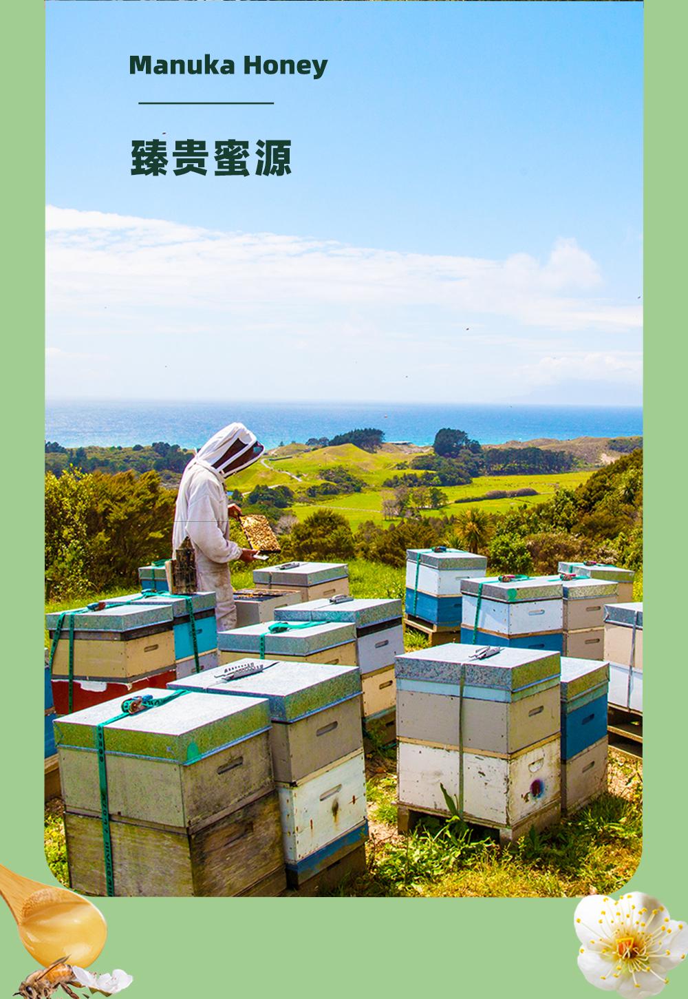 【云倉(cāng)】維必滋 新西蘭麥盧卡花蜂蜜(UMF15+) 250gP00002150788.jpg