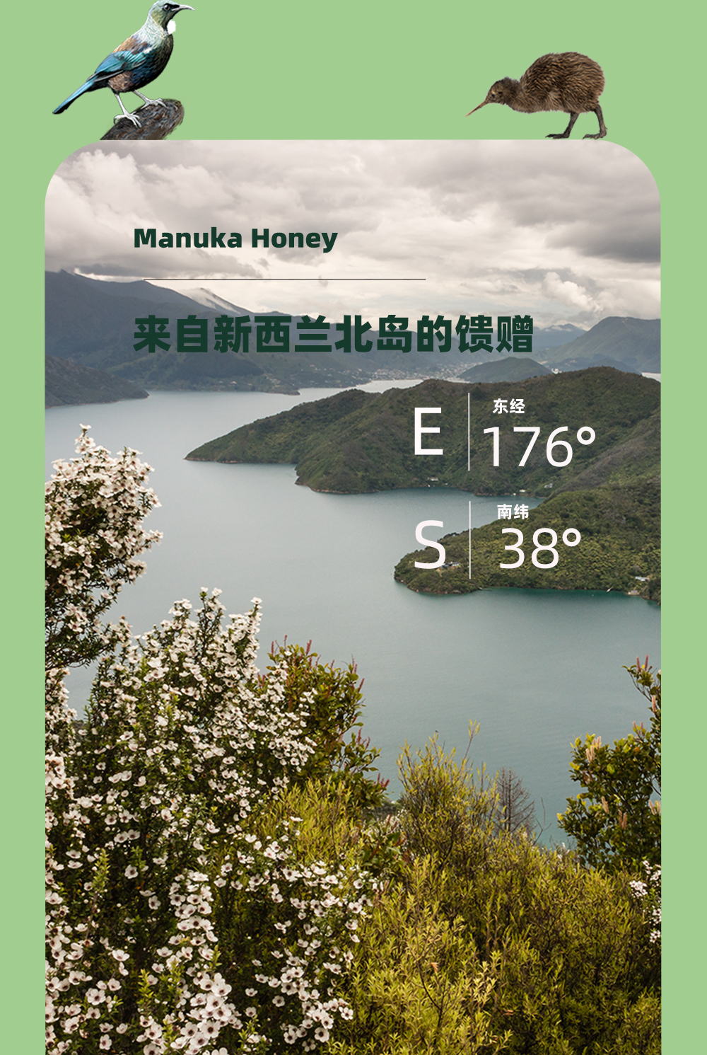 【云倉(cāng)】維必滋 新西蘭麥盧卡花蜂蜜(UMF15+) 250gP00002150787.jpg