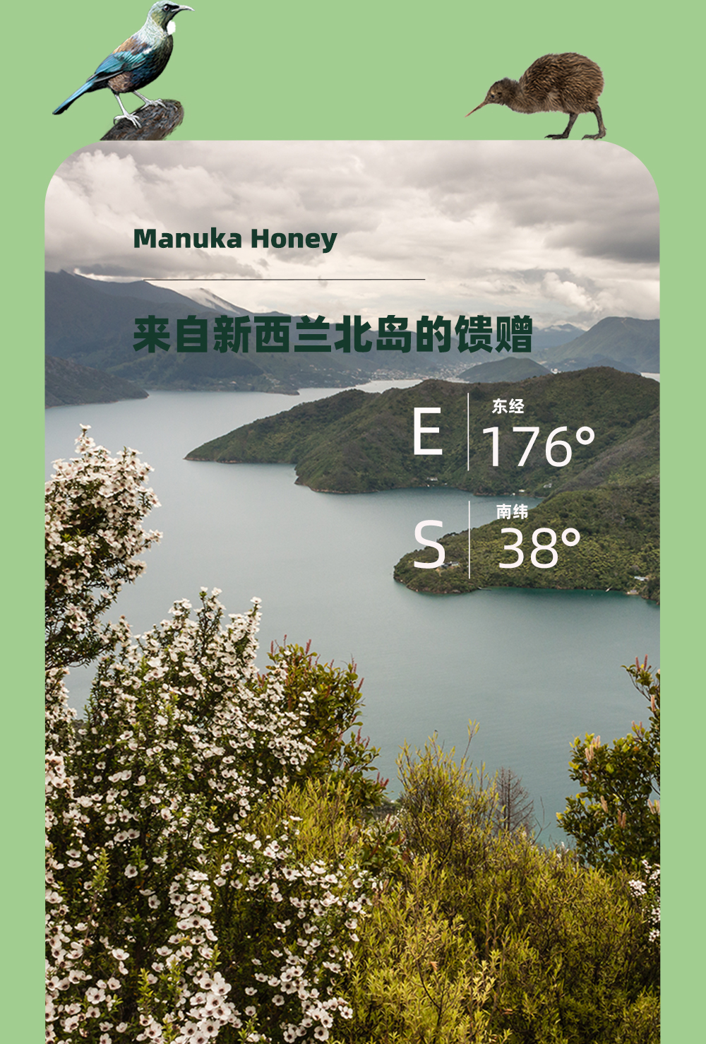 【云倉】新西蘭維必滋麥盧卡花蜂蜜(UMF5+) 500gP00001114237.jpg
