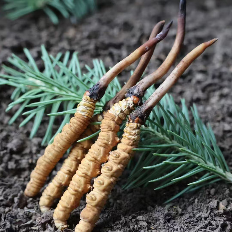 那區(qū)野生蟲草（2025年）