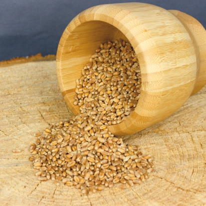 谷類：燕麥，胡麻子，豌豆，小麥，黃芥子，小扁豆, 油菜子，等