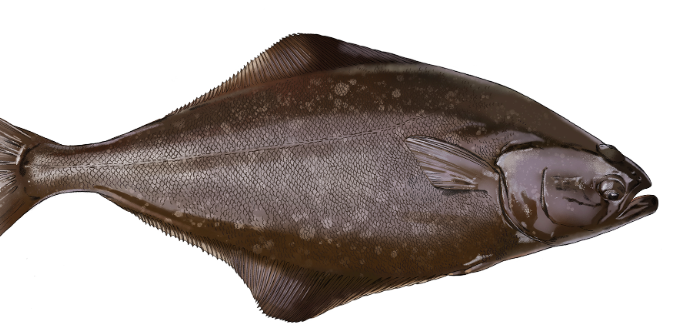 太平洋比目魚 （延繩釣魚捕撈）