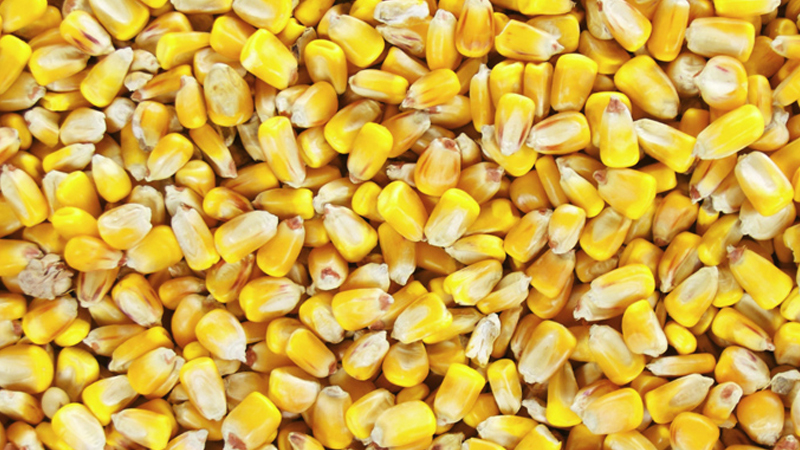 corn.jpg