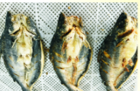 巴沙魚烤魚定制款