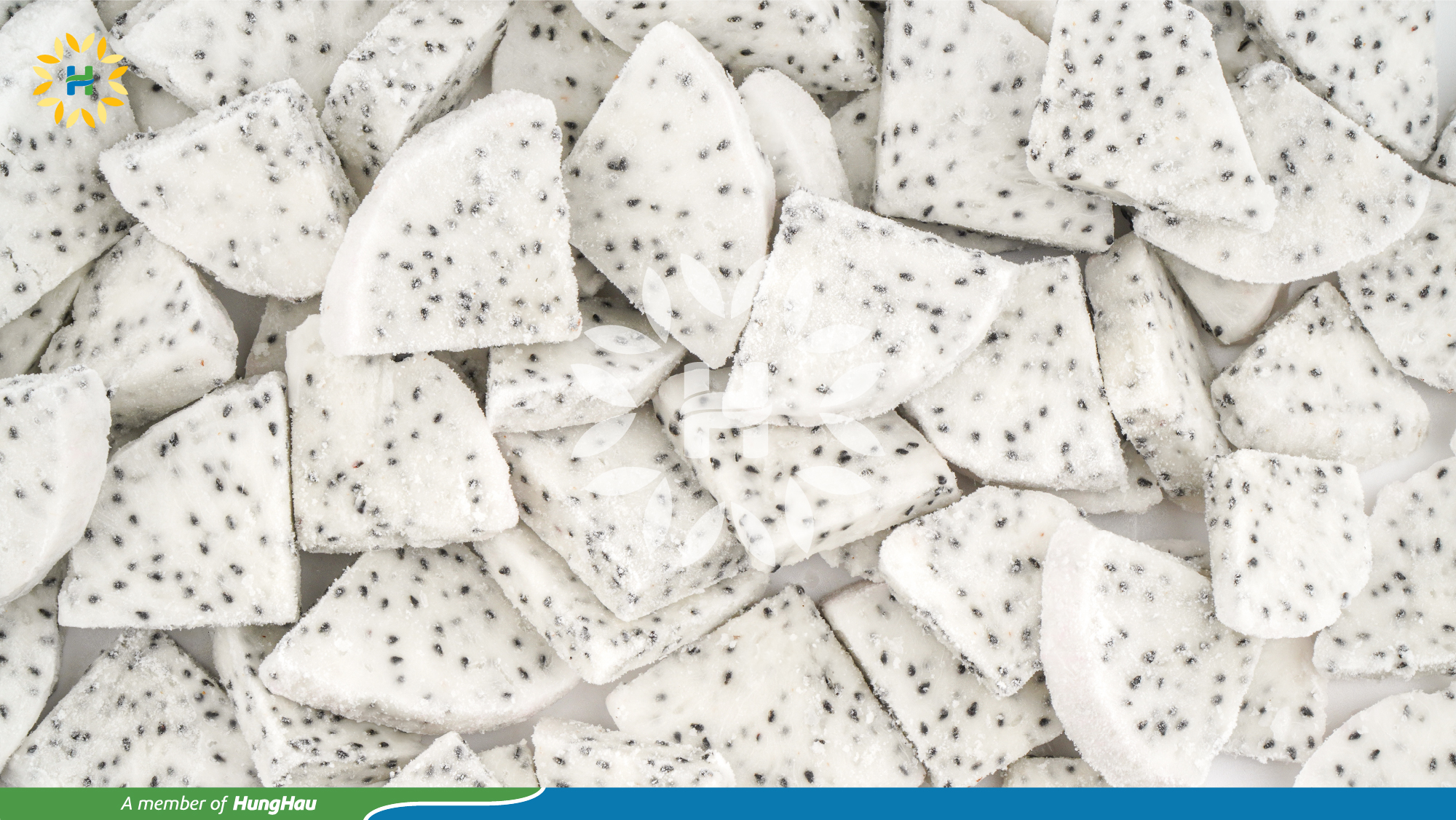 HHF_Hang Dong_thanh long trang lat so.jpg