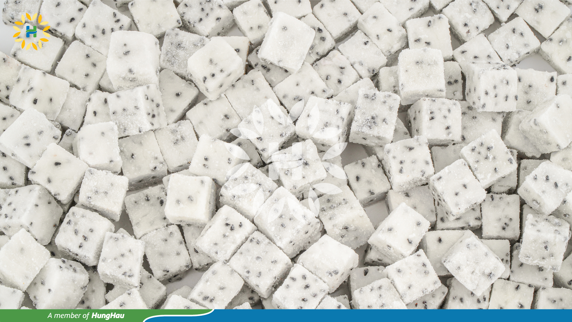 HHF_Hang Dong_thanh long trang dice 15 so.jpg