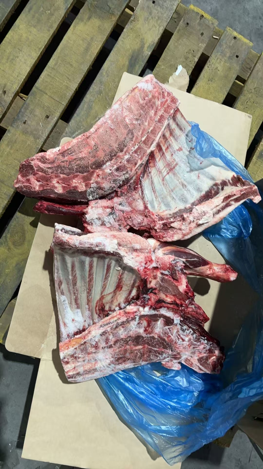 绵羊前四分体132厂