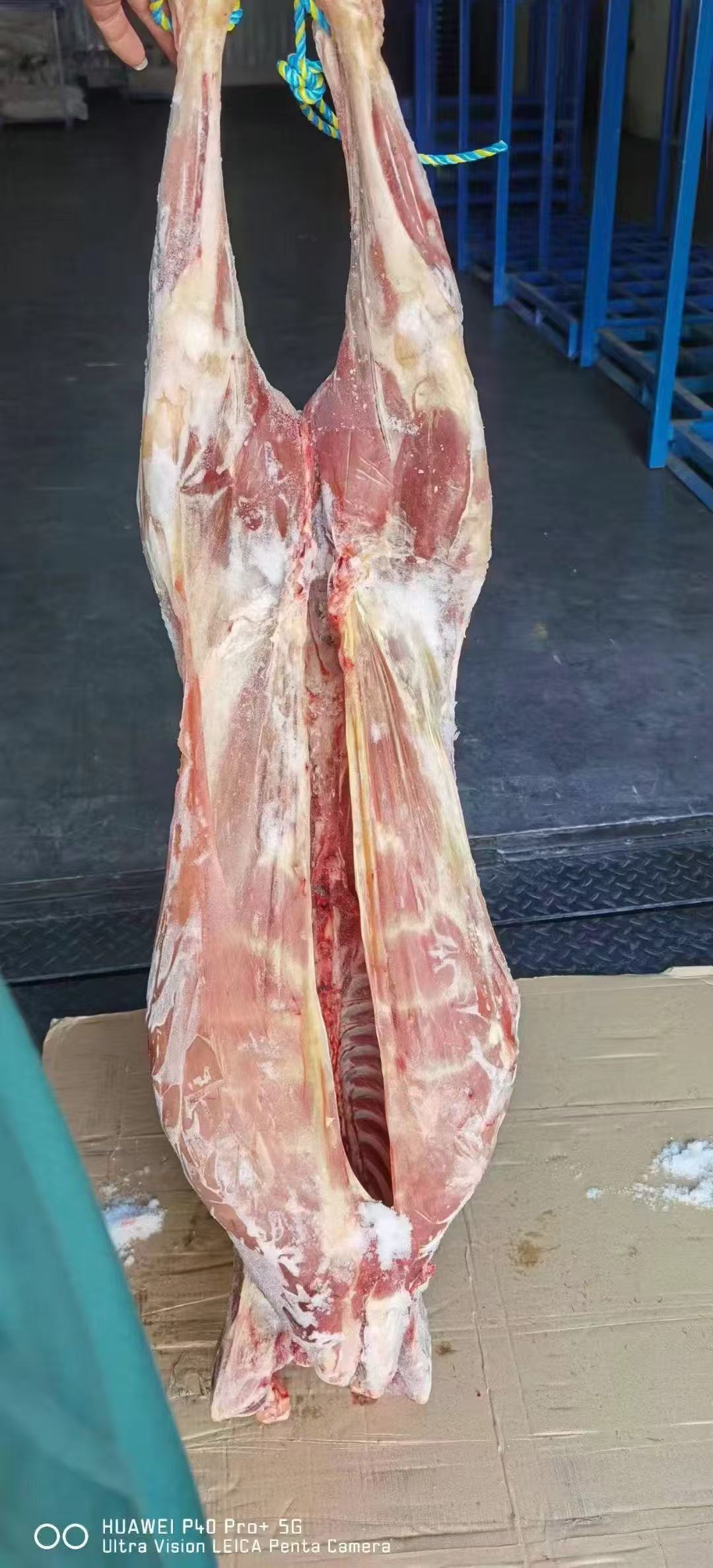 冷冻带骨绵羊胴体132厂
