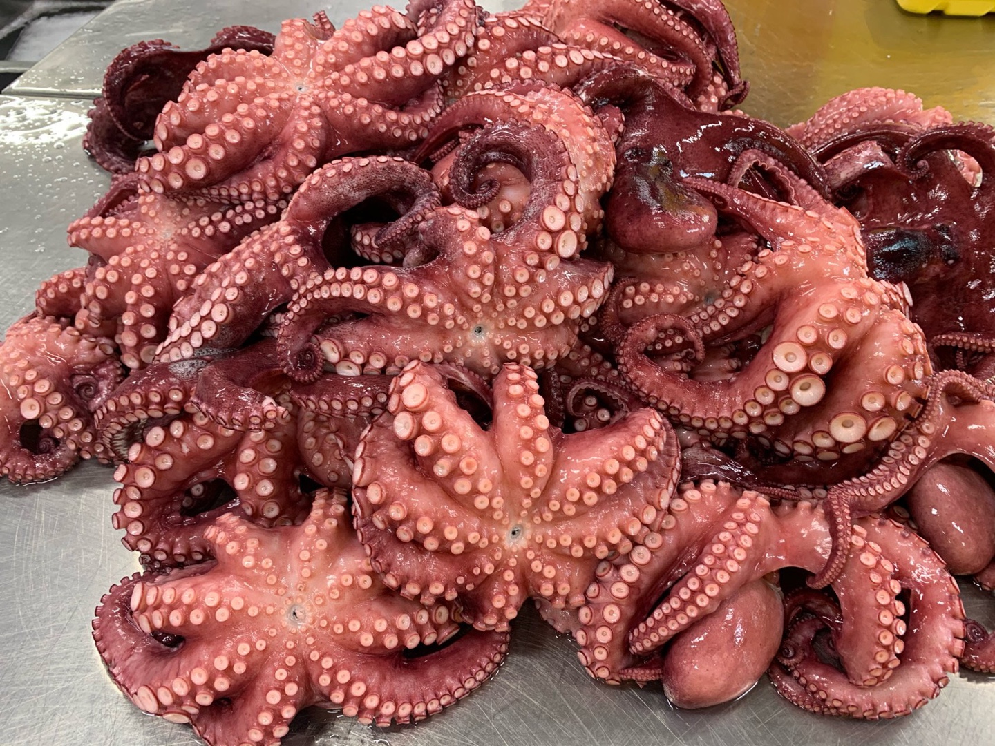 Octopus