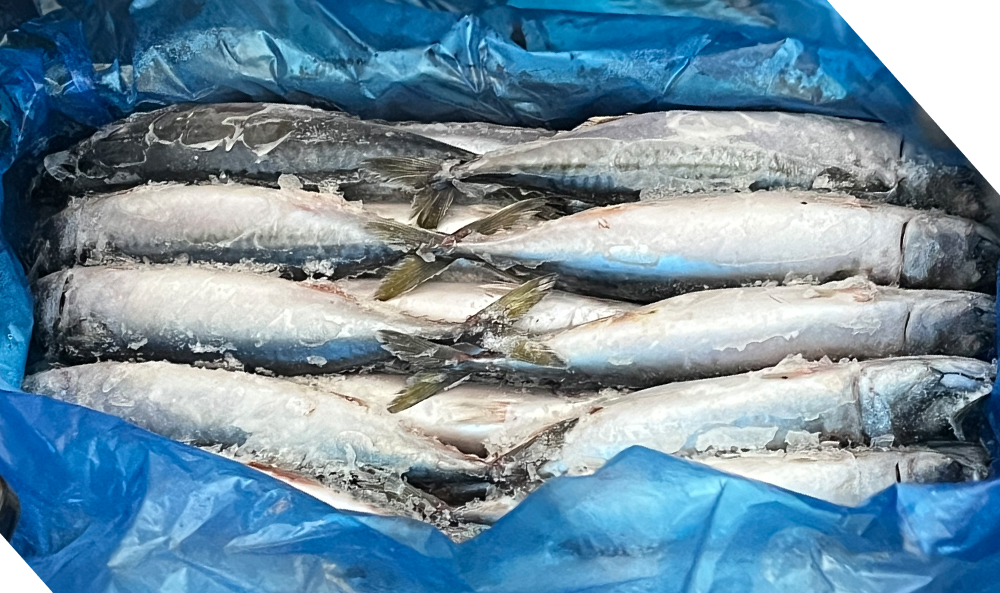 Mackerel and squid