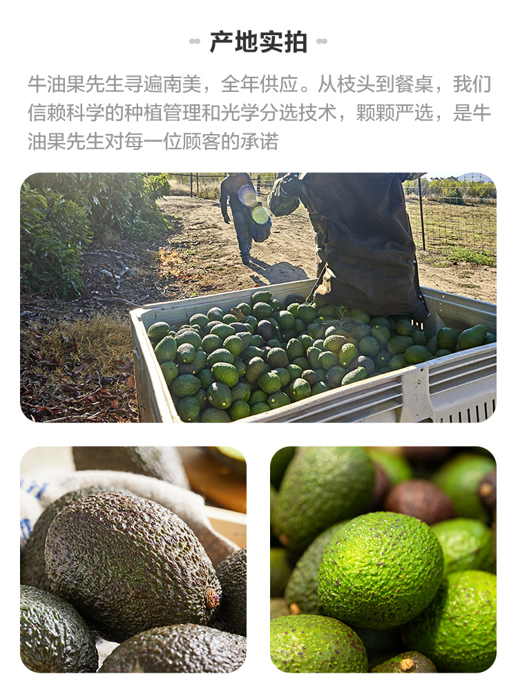 2粒装225+秘鲁 5.jpg