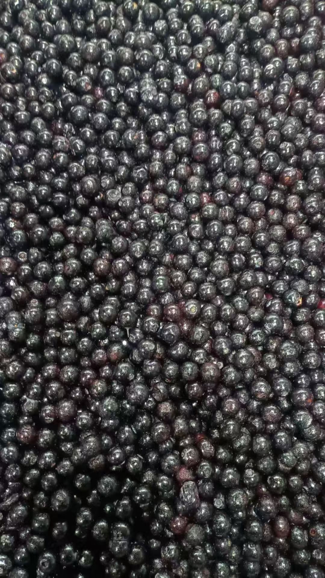 冷凍藍莓