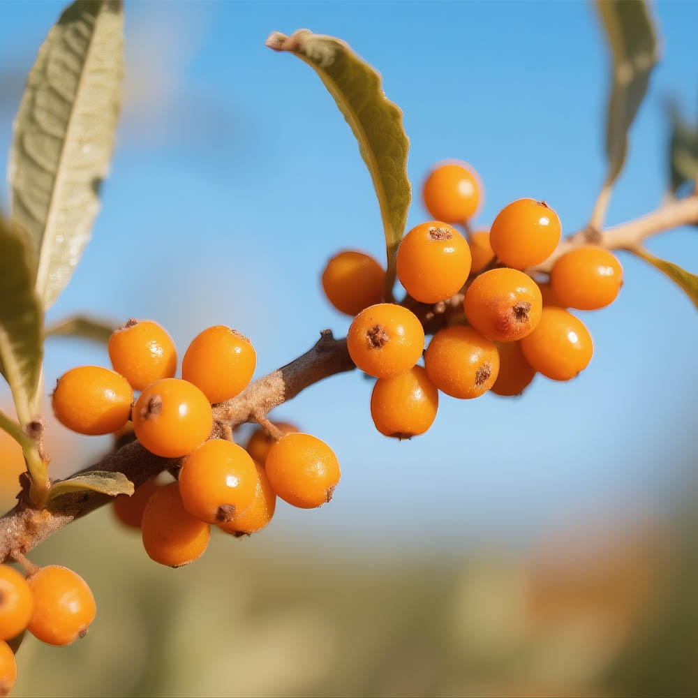 玻璃-沙棘果汁260ml畫板 18.jpg