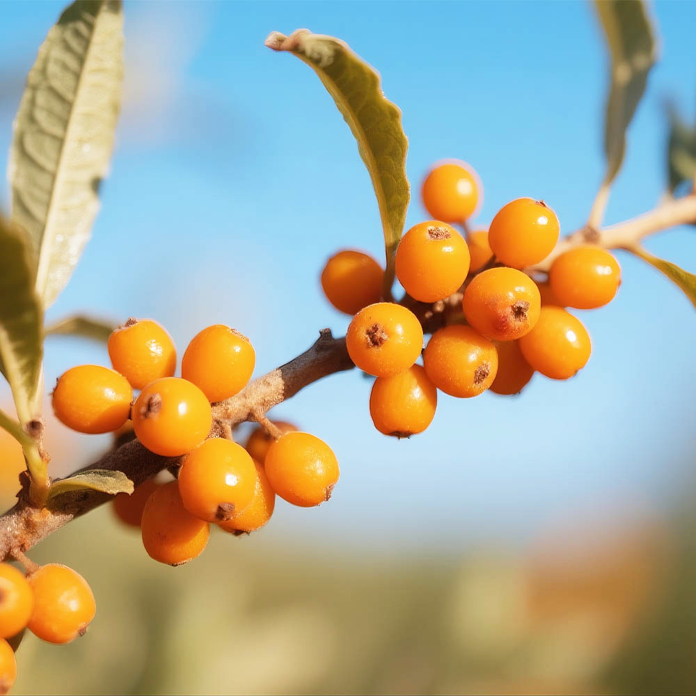 沙棘原漿主圖畫板 18.jpg