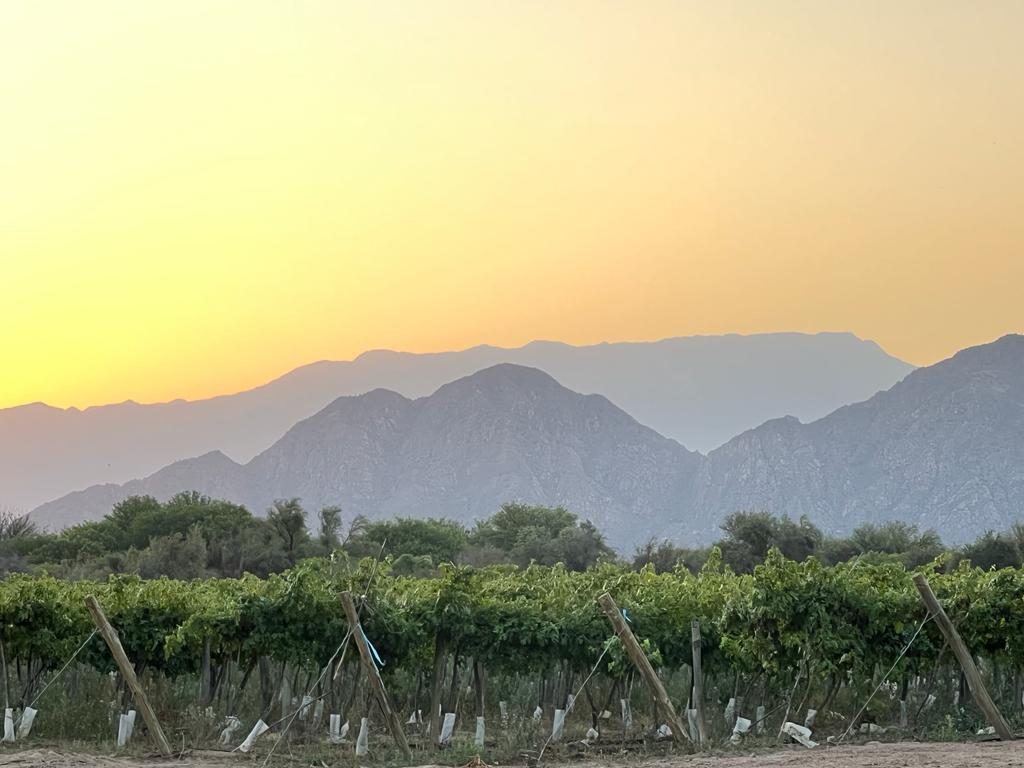vineyards 2.jpeg