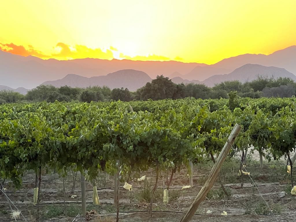 vineyards.jpeg