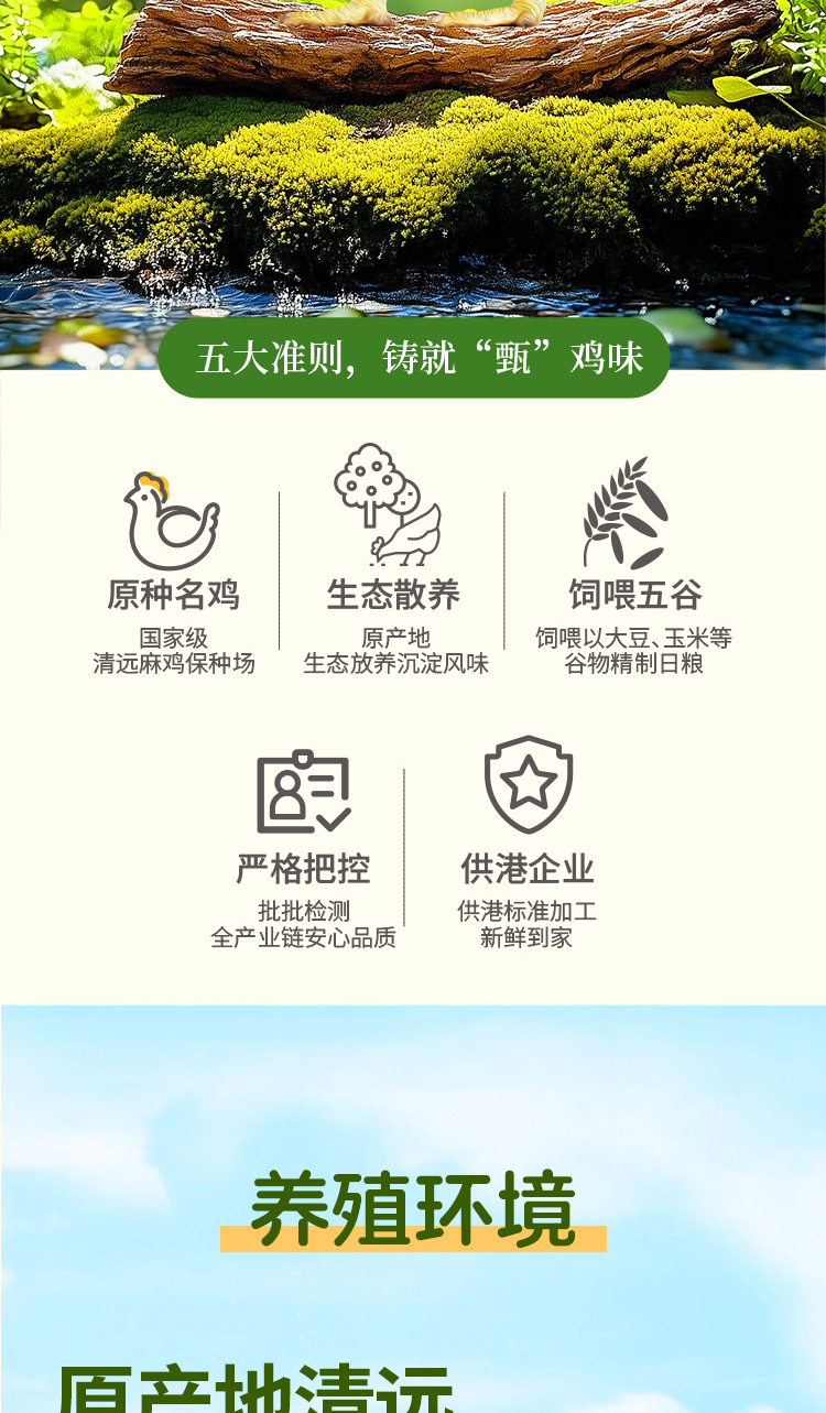 天農168清遠雞-詳情頁2026_02.jpg