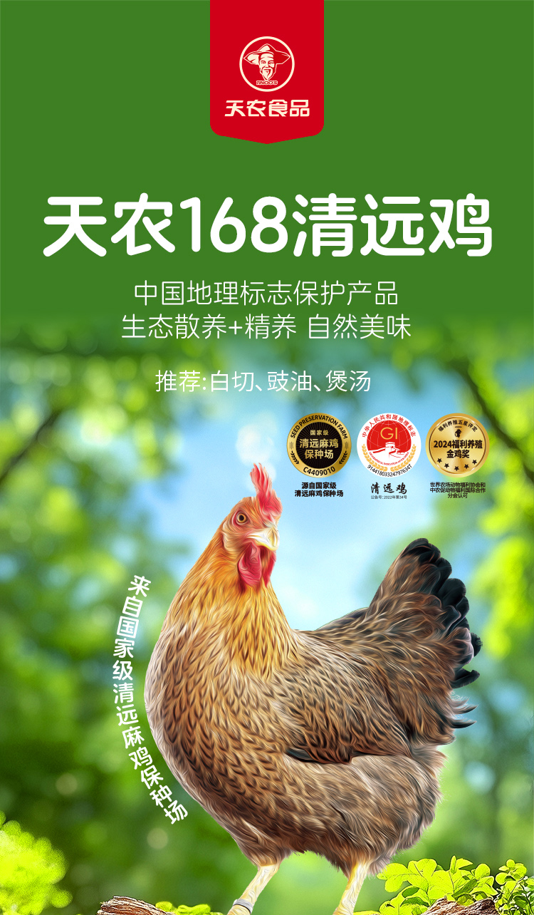 天農168清遠雞-詳情頁2026_01.jpg