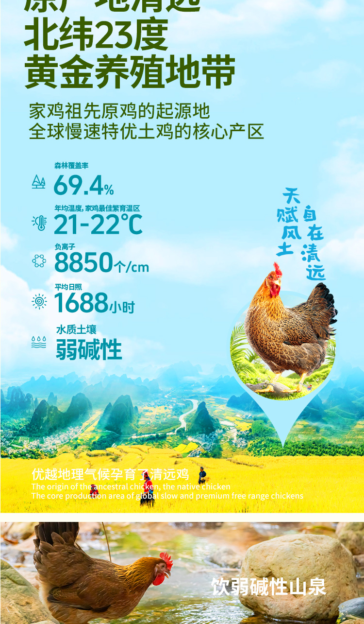 天農168清遠雞-詳情頁2026_03.jpg