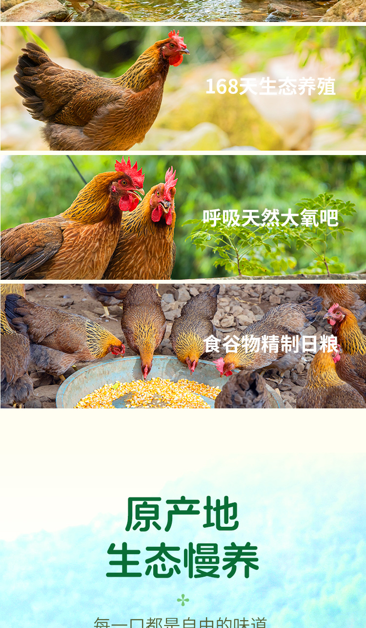 天農168清遠雞-詳情頁2026_04.jpg