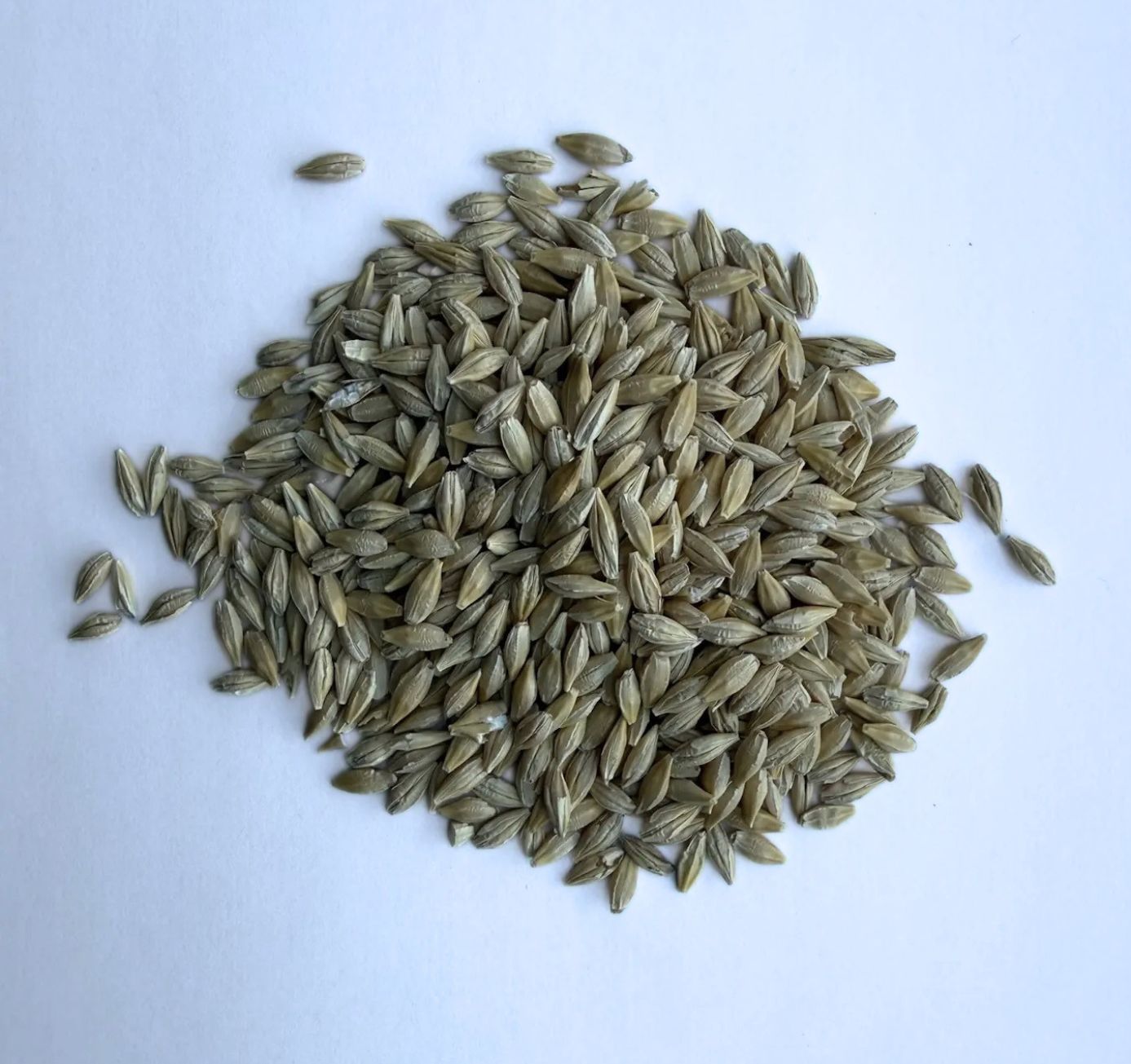 oats sample (2).jpg