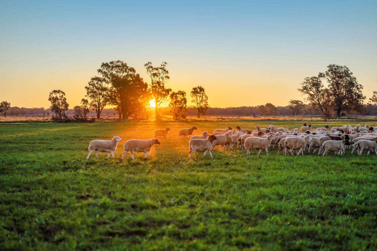 846924-warilba-organic_a7r01414_.jpg